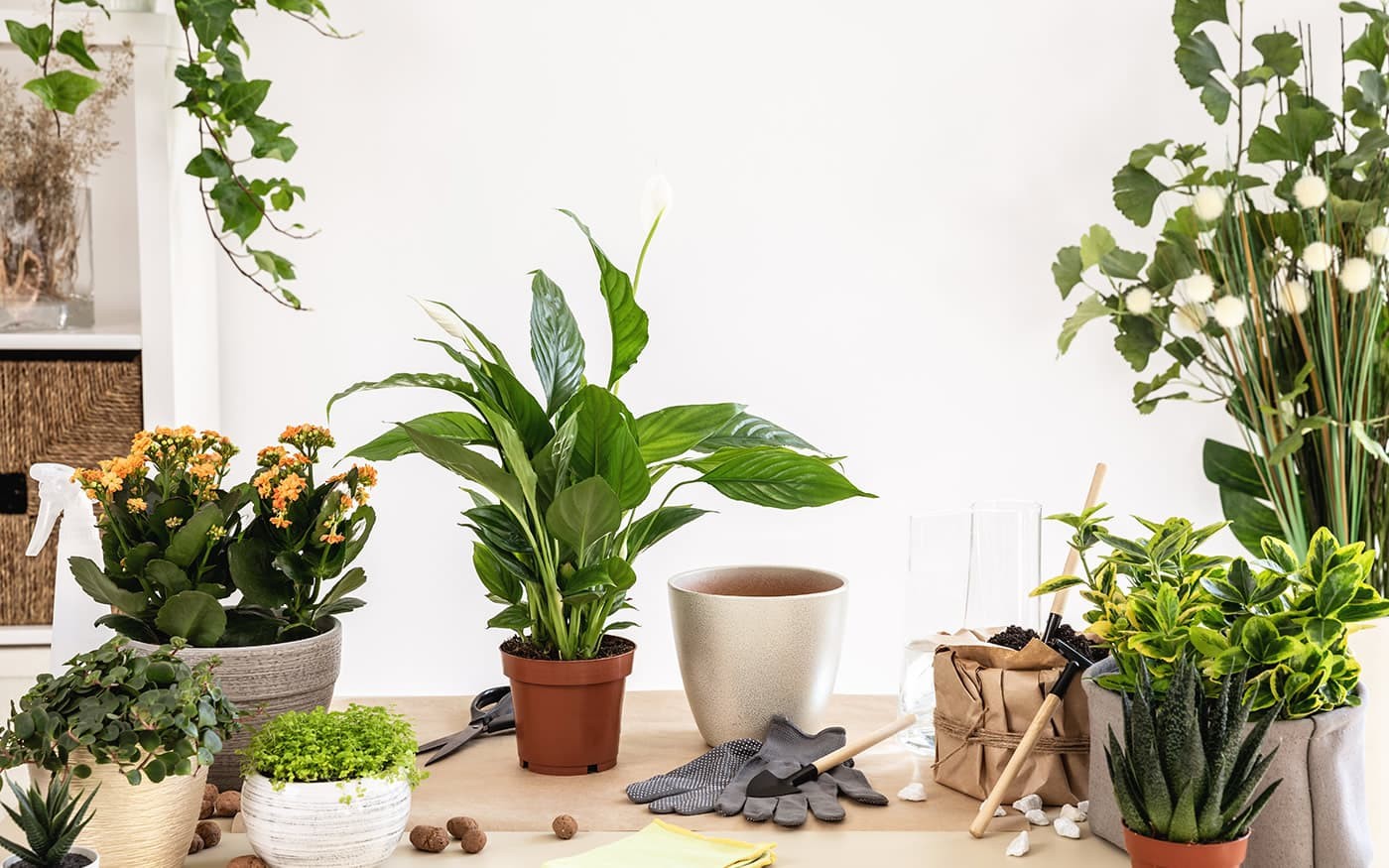 Grünpflanzen für Ihr Zuhause