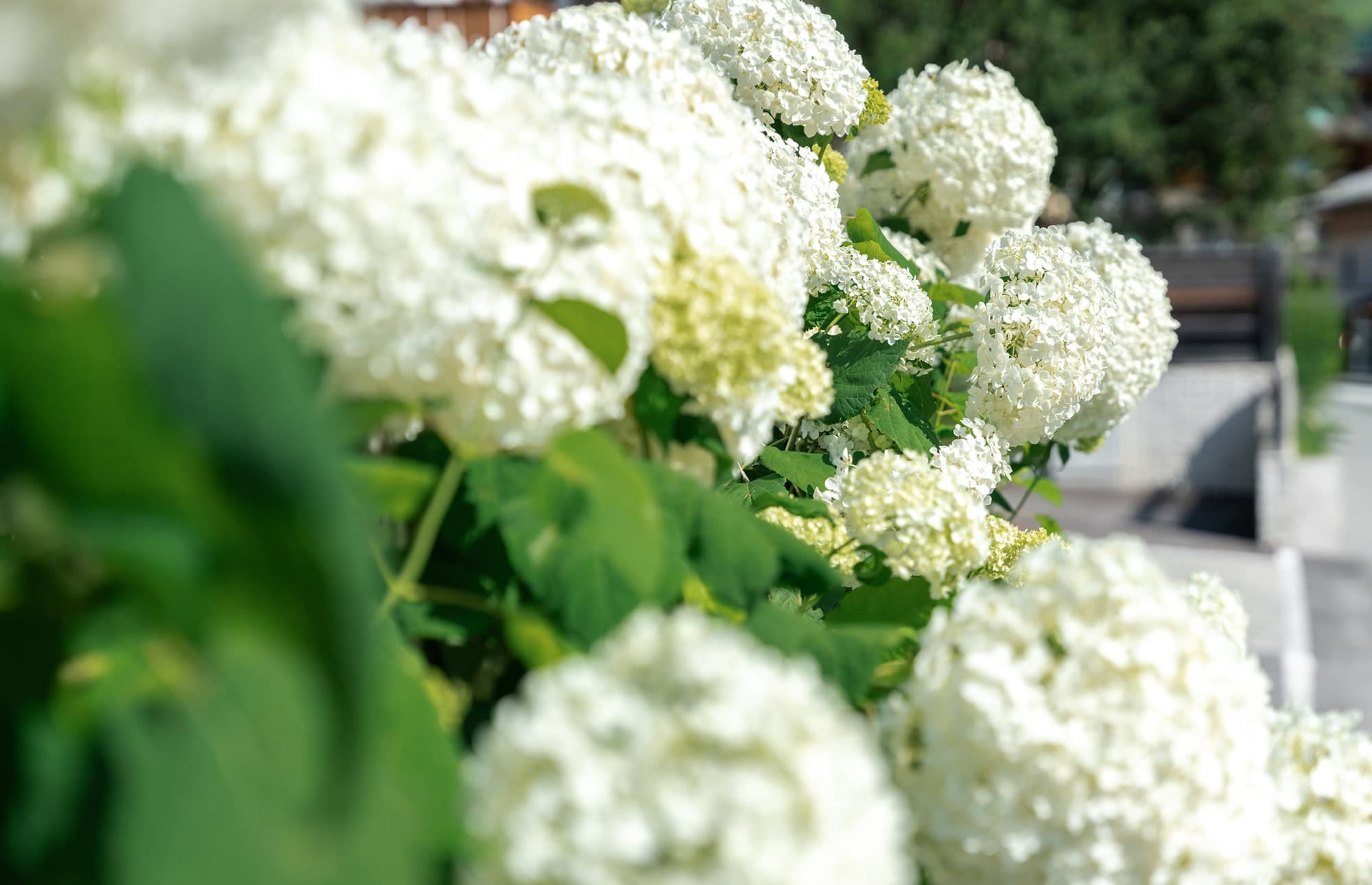 Blumenland Gollner in Dorfgastein, Ihr Floristik-Partner mit vielfältigem Gartencenter und Ihr Gartenbau-Profi im Land Salzburg